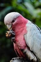 Tropical birds at the aviary photo