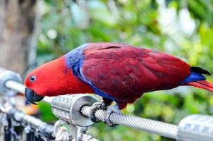 Tropical bird in the aviary photo