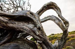 retorcido árbol maletero foto