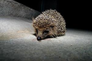 pequeño erizo lindo foto