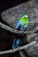 primer plano de pájaro hermoso foto