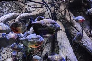 peces en el acuario foto