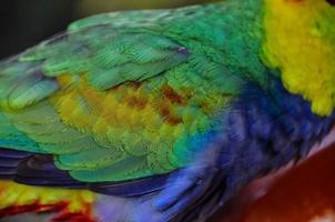 Beautiful bird close-up photo