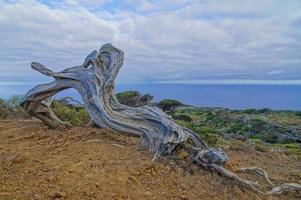 Twisted tree trunk photo