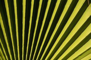 Green palm leaf photo