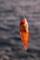 Fish on the hook photo