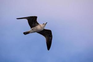 Gaviota volando en el cielo foto