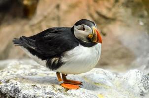 Puffin bird at the zoo photo