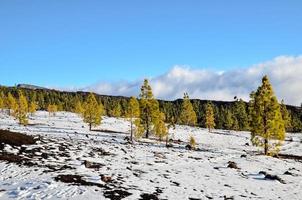 Scenic forest landscape photo