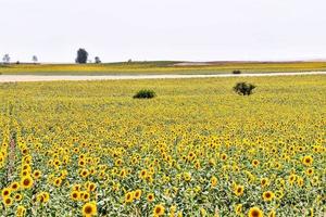 Sunflower field in summer photo