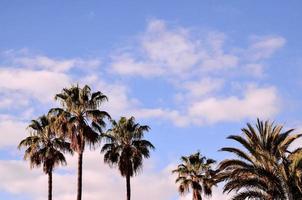 Tropical palm trees photo