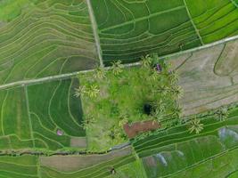 Aerial view of green rice terraces in Indonesia photo