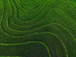 Aerial view of green rice terraces in Indonesia photo