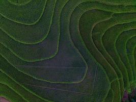 Aerial view of green rice terraces in Indonesia photo