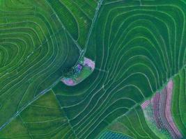 Aerial view of green rice terraces in Indonesia photo