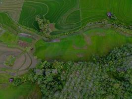 Aerial view of green rice terraces in Indonesia photo