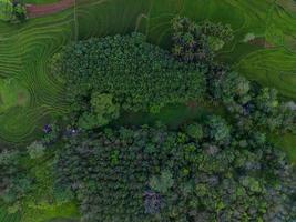 Aerial view of green rice terraces in Indonesia photo