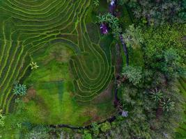 aéreo ver de verde arroz gradas en Indonesia foto