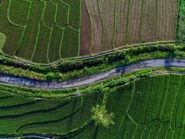 Aerial view of green rice terraces in Indonesia photo