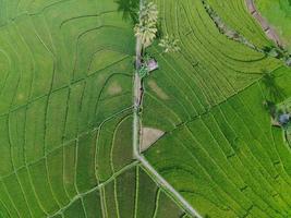 aéreo ver de verde arroz gradas en Indonesia foto