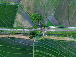 Aerial view of green rice terraces in Indonesia photo