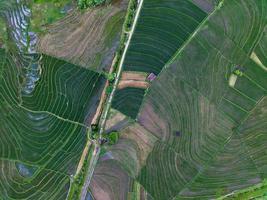 Aerial view of green rice terraces in Indonesia photo