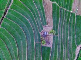 Aerial view of green rice terraces in Indonesia photo