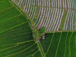 Aerial view of green rice terraces in Indonesia photo