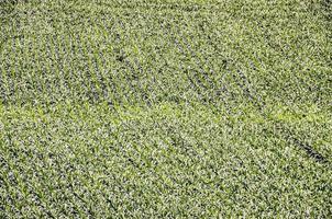 Field of crops photo