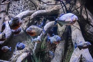 Piranhas in the aquarium photo