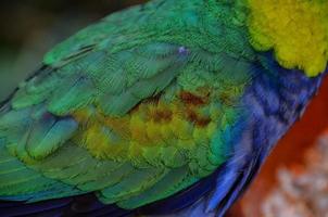 Colorful bird feathers photo