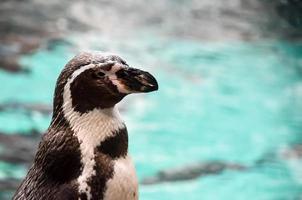 Penguins at the zoo photo