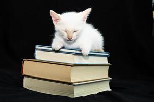 Kitten on books photo