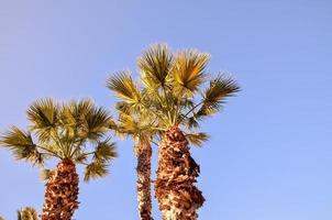 Tall palm trees photo