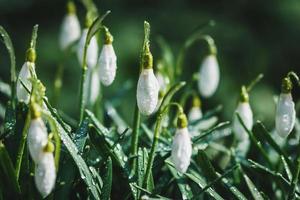 White Snowdrops wet in dewdrops in spring forest - Galanthus nivalis buds closeup