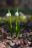 Spring snowflake flowers in the forest - Leucojum vernum, Spring knot flower, Great snowdrop photo