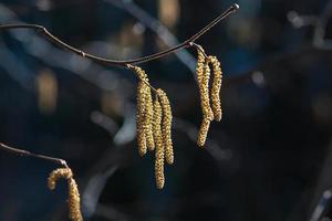 Catkins on tree brunch in spring forest - European filbert tree blooming photo