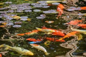 Fishes in the water photo