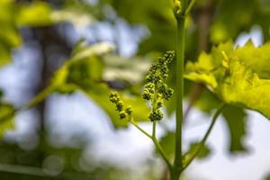 Young inflorescence of grapes on the vine close-up. Grapevine with young leaves and buds blooming on a grapevine in the vineyard. photo
