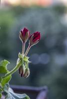 a close look at beautiful red buds and green leaves of Pelargonium and Geranium flower. Vertical view photo