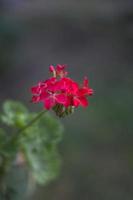 Pelargonium or Geranium flower close look at a cluster of red bloom, buds and green leave. Vertical view photo