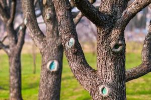 Tree trunks of leafless fruit trees in spring orchard photo