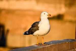 Seagull in Morocco photo