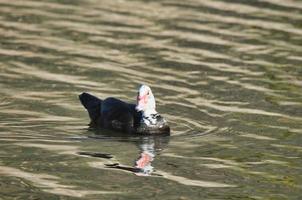 Bird in the water photo