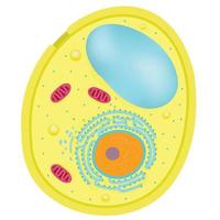 Anatomy of Yeast cells. vector