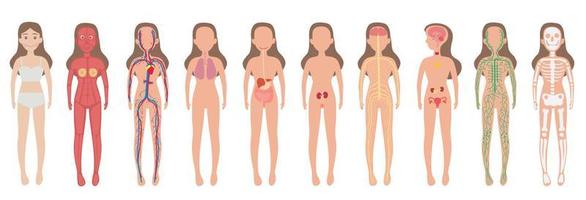 Body System Woman Human Set vector