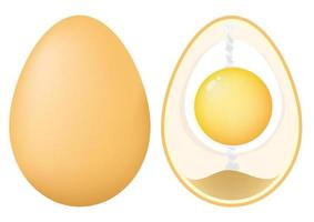 Anatomy of a Chicken Egg. vector