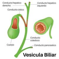 Vesicula Biliar in human body. vector