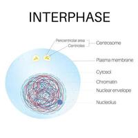 interfase es el fase de el célula ciclo. vector