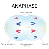 anafase es el fase de el célula ciclo. vector